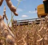 Bolsa de Rosario estima una cosecha de soja 20/21 en 50 millones de toneladas