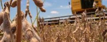 Bolsa de Rosario estima una cosecha de soja 20/21 en 50 millones de toneladas