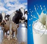 Lanzan un sistema de pasteurización en origen que abaratará el precio de la leche