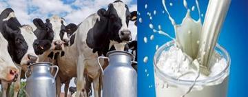 Lanzan un sistema de pasteurización en origen que abaratará el precio de la leche