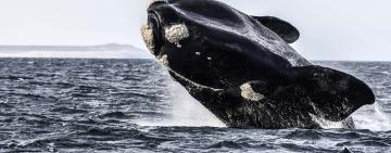Buscan que el Agujero Azul sea un santuario para proteger la biodiversidad marina