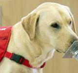 Veterinarios advirtieron cuadros graves en perros y gatos por la variante británica