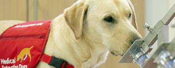 Veterinarios advirtieron cuadros graves en perros y gatos por la variante británica