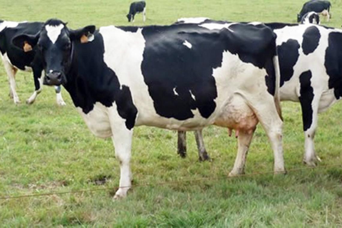 Advierten sobre una menor oferta de animales de engorde y la presión sobre los precios
