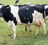Advierten sobre una menor oferta de animales de engorde y la presión sobre los precios