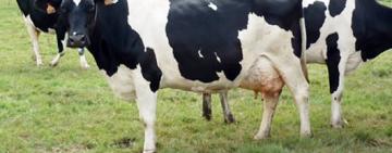 Advierten sobre una menor oferta de animales de engorde y la presión sobre los precios
