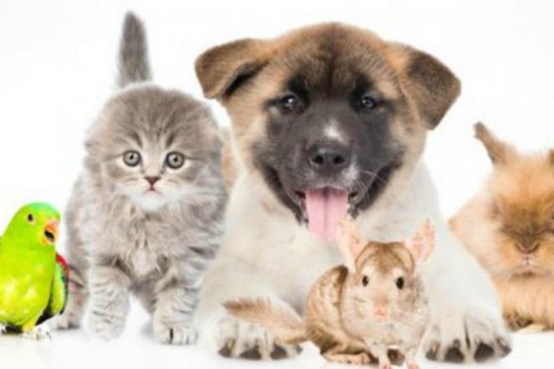 Hacia un mundo más animal
