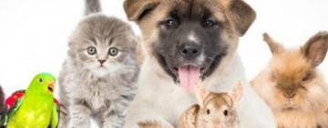 Hacia un mundo más animal