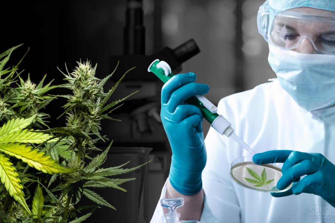 Santa Fe avanza en la investigación y producción de cannabis para uso medicinal