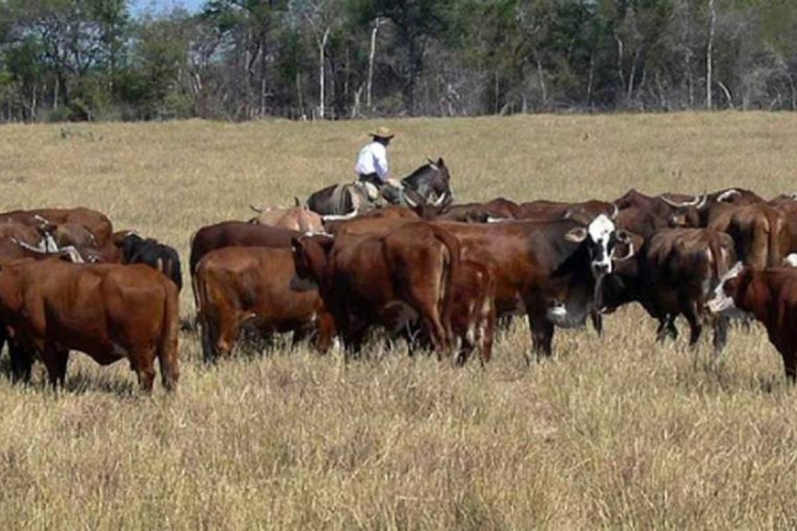 Avanza la elaboración conjunta con las provincias del Plan Ganadero Federal