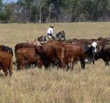 Avanza la elaboración conjunta con las provincias del Plan Ganadero Federal