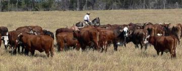Avanza la elaboración conjunta con las provincias del Plan Ganadero Federal