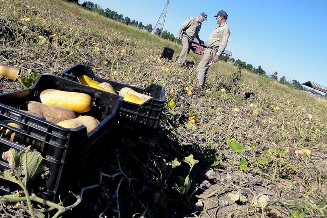 La brecha entre lo que pagó el consumidor y lo que recibió el productor subió 11%