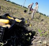 La brecha entre lo que pagó el consumidor y lo que recibió el productor subió 11%