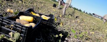 La brecha entre lo que pagó el consumidor y lo que recibió el productor subió 11%