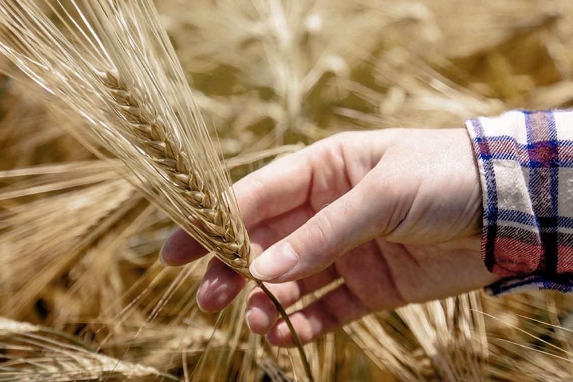 "La región está llamada a ser garante de la seguridad alimentaria del planeta"
