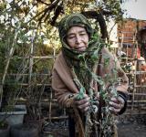 Agosto, mes de rituales: llegan la caña con ruda y ofrendas a la Pachamama