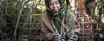 Agosto, mes de rituales: llegan la caña con ruda y ofrendas a la Pachamama