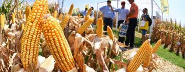La cosecha de maíz cerró con un récord de 60,5 millones de toneladas