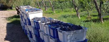 Vino biodinámico, la bebida nacional que nace de los "cuatro reinos"