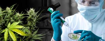 Diputados convirtió en ley el desarrollo del cannabis medicinal
