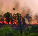 Tres hombres permanecen detenidos por intentar prender fuego en las islas del Paraná