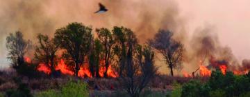 Tres hombres permanecen detenidos por intentar prender fuego en las islas del Paraná