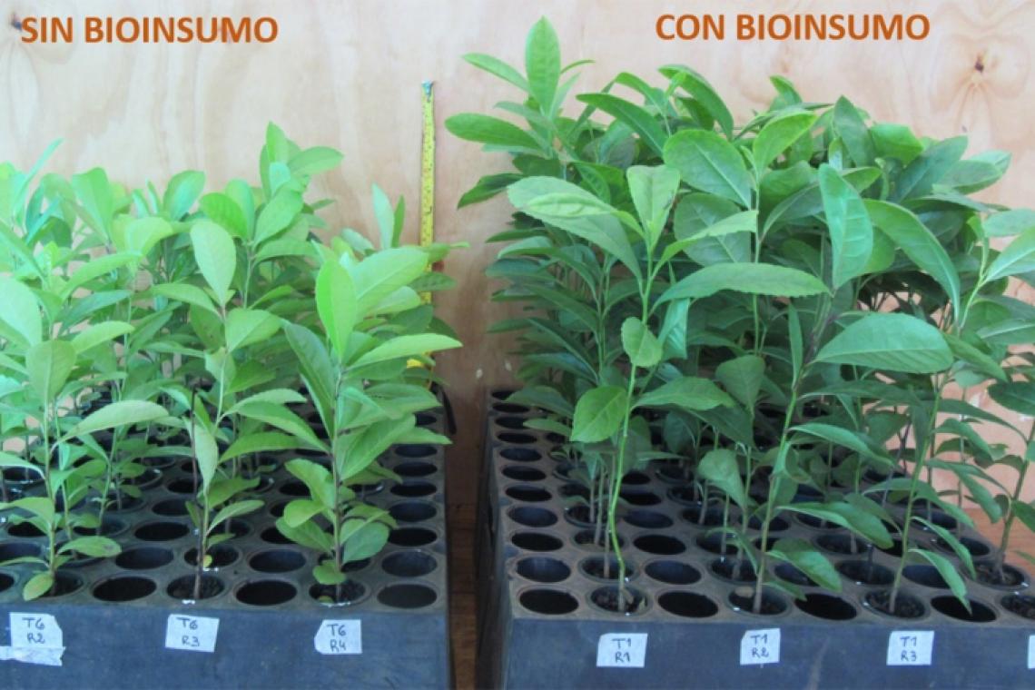 Yerba mate: fabrican un bioinsumo que busca eliminar el uso de agrotóxicos