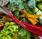 «Rosario cultiva agroecología»: el municipio celebra la Semana de la Agricultura Urbana