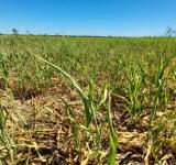 LA PROVINCIA INSTA A AVANZAR EN LA NUEVA LEY DE EMERGENCIA AGROPECUARIA PARA DAR RESPUESTAS EFECTIVAS AL SECTOR