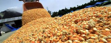 Otorgarán ayuda de hasta $20.000 por hectárea a pequeños productores de maíz y soja