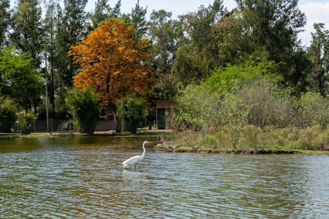 Este sábado vuelven los avistajes de aves en el Bosque de los Constituyentes