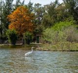 Este sábado vuelven los avistajes de aves en el Bosque de los Constituyentes
