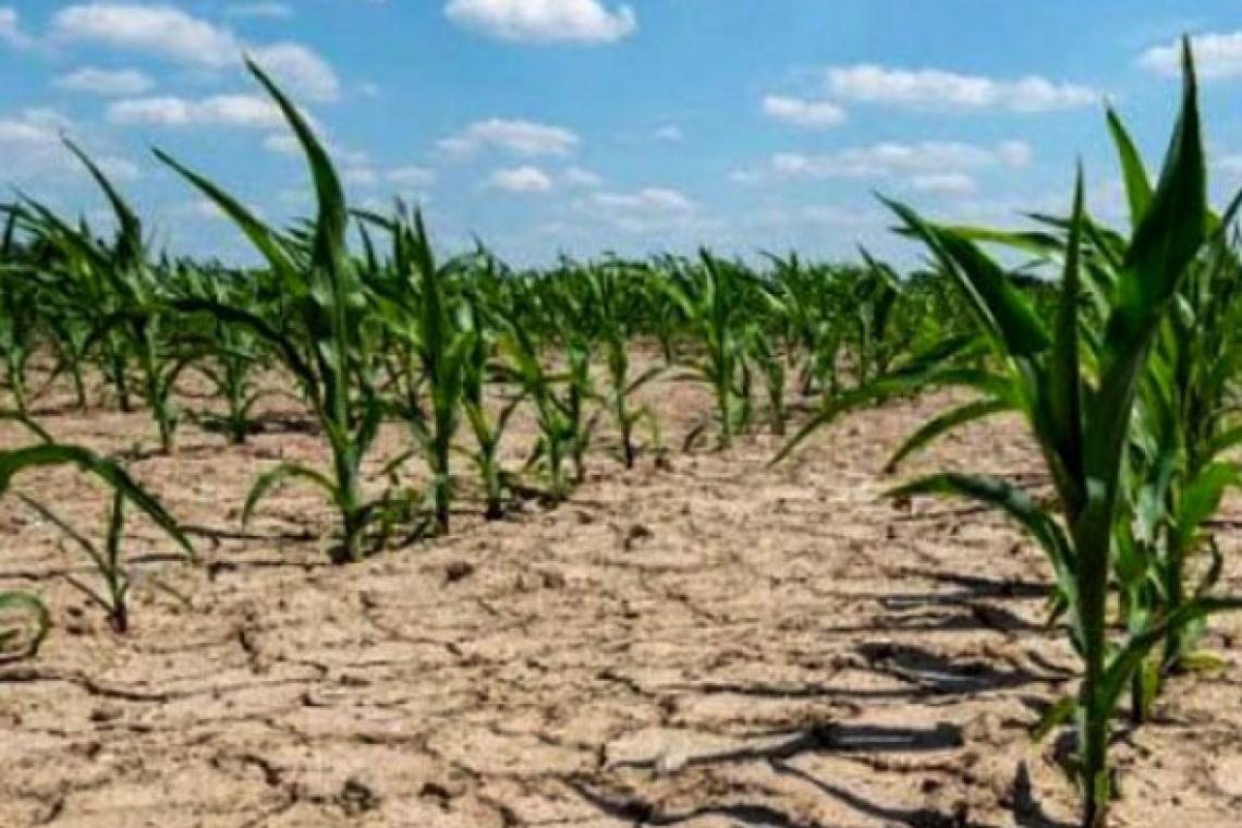 En el país, hay siete millones de hectáreas afectadas por la severa sequía