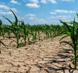 En el país, hay siete millones de hectáreas afectadas por la severa sequía