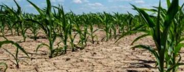 En el país, hay siete millones de hectáreas afectadas por la severa sequía