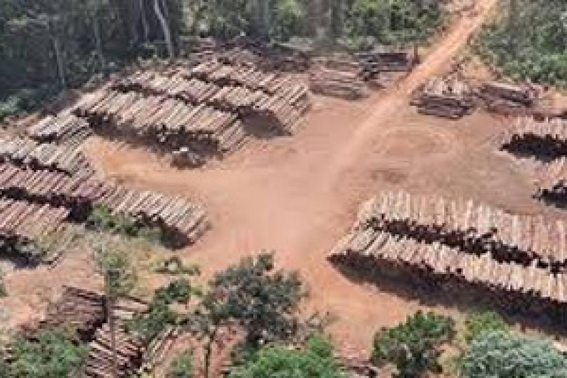 Brasil redujo un 61% la deforestación en la Amazonia en el primer mes de mandato de Lula