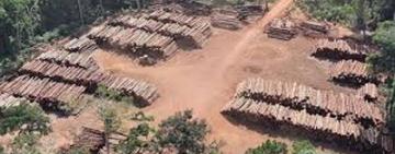 Brasil redujo un 61% la deforestación en la Amazonia en el primer mes de mandato de Lula