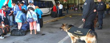  Proyecto para formar "caninos forenses" para detectar drogas, armas y dinero