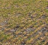 Continúan los rendimientos magros en las cosechas de maíz y soja en Santa Fe