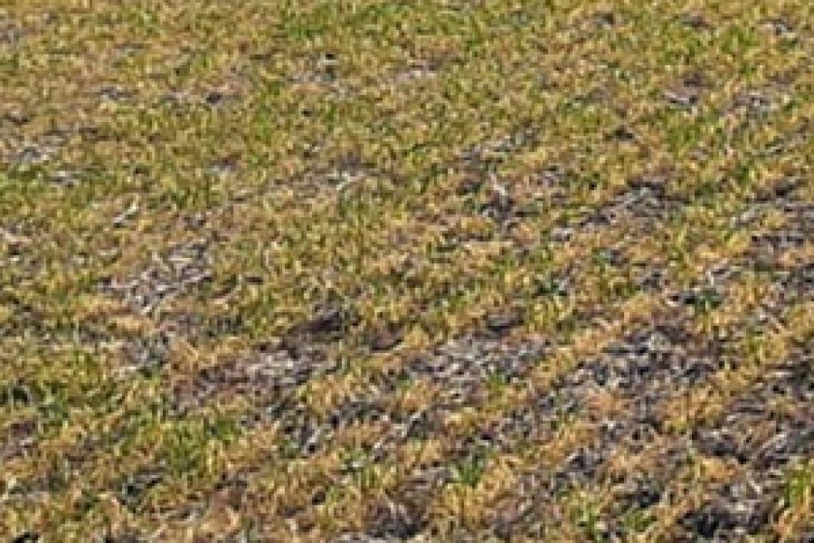 Especifican los productos de economías regionales alcanzados por el dólar agro