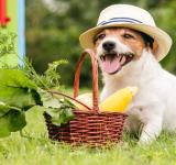 ¡Dieta vegana para perros, que sabemos! 