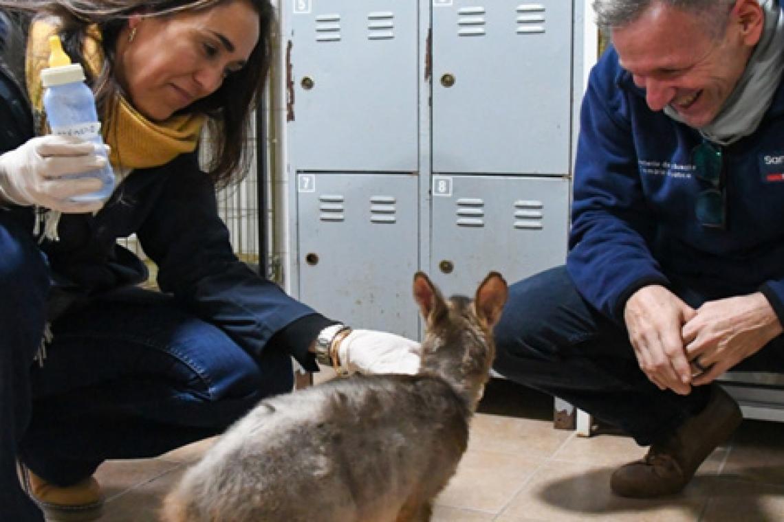 La provincia rescató cinco pumas, un guazuncho y una gallareta