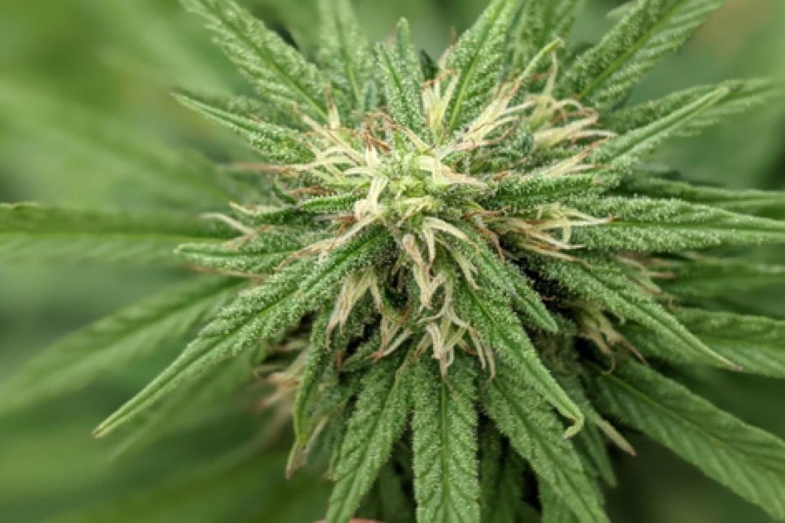 Se registró la primera variedad de semilla de cannabis de la provincia