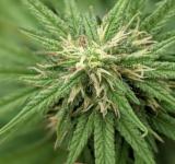 Se registró la primera variedad de semilla de cannabis de la provincia