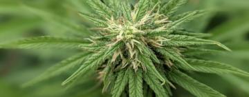 Se registró la primera variedad de semilla de cannabis de la provincia