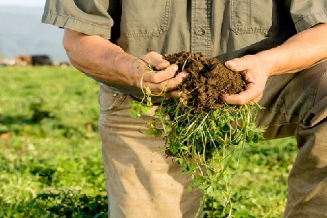 Agricultura regenerativa: una solución sostenible para aumentar la productividad y reducir costos