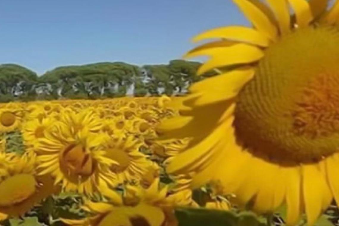 Avanza la siembra de girasol en el centro-norte de Santa Fe