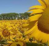 Avanza la siembra de girasol en el centro-norte de Santa Fe