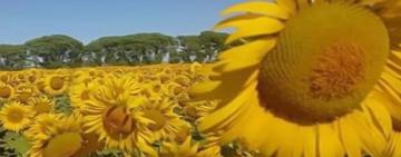 Avanza la siembra de girasol en el centro-norte de Santa Fe